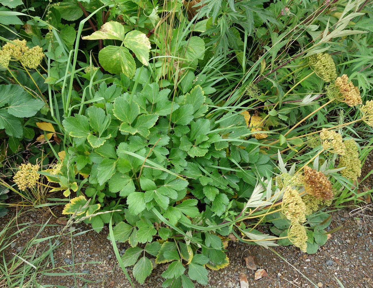 Image of Ligusticum scoticum specimen.