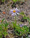 Aster alpinus. Соцветие. Алтай, Онгудайский р-н, устье р. Большой Яломан, сухой склон. 11.06.2019.