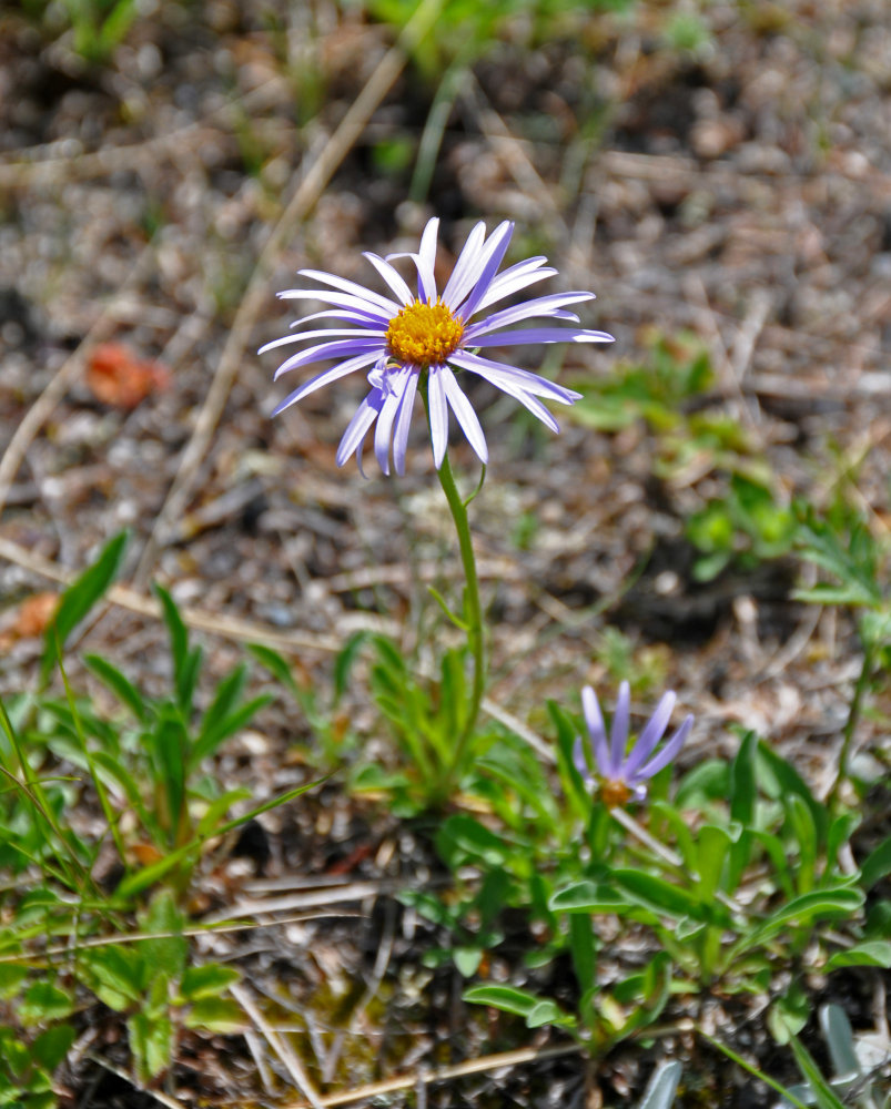 Изображение особи Aster alpinus.