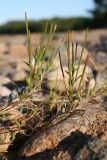 genus Epilobium. Верхушки побегов с цветками и плодами. Ленинградская обл., Ломоносовский р-н, окр. пос. Лебяжье, берег Финского залива, валунно-песчаный пляж. 01.09.2019.