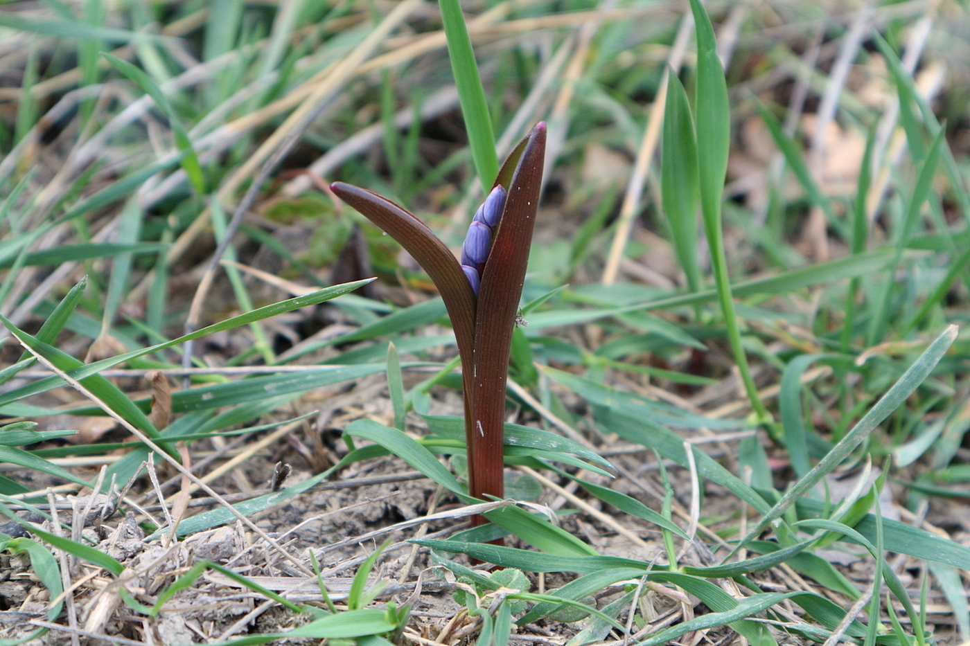 Изображение особи Scilla bifolia.