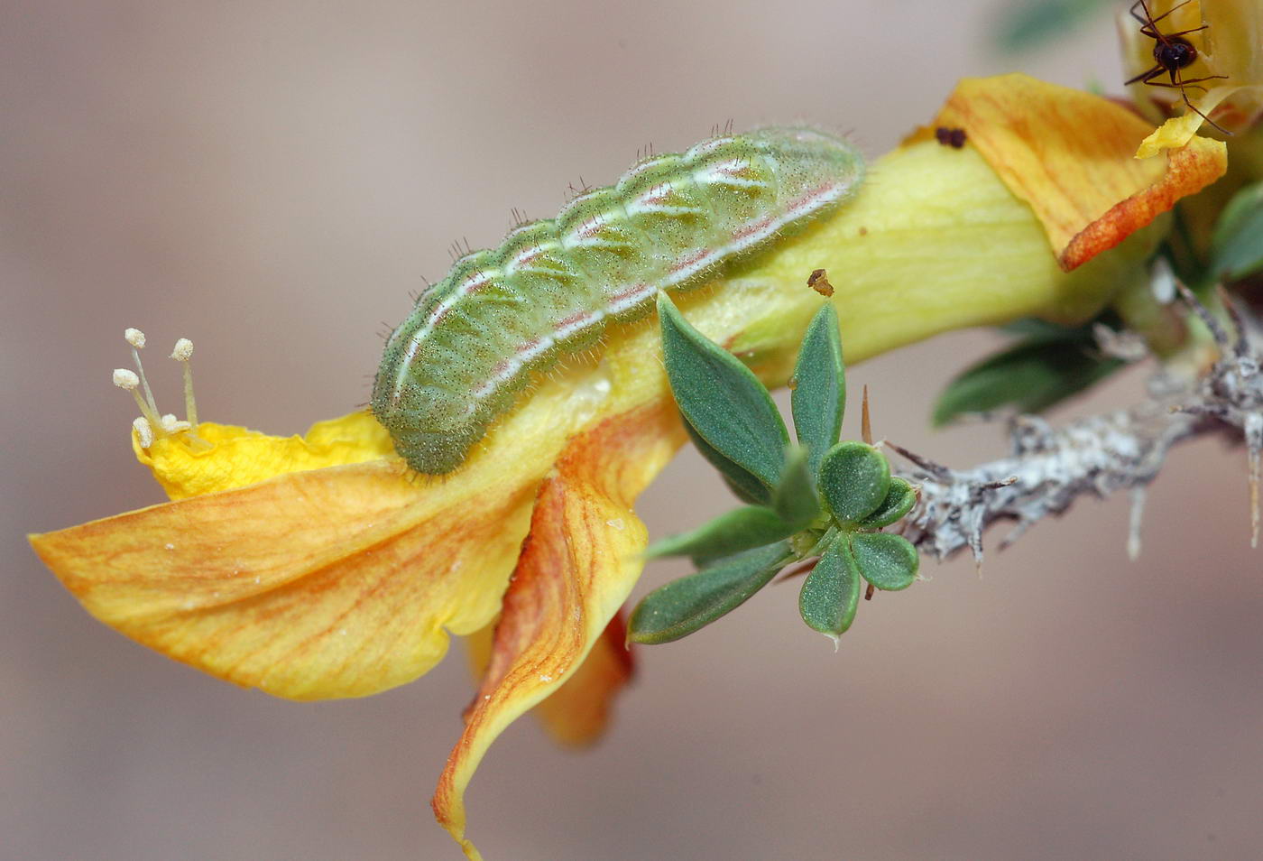 Image of Caragana grandiflora specimen.