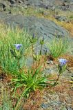 Gentiana olivieri