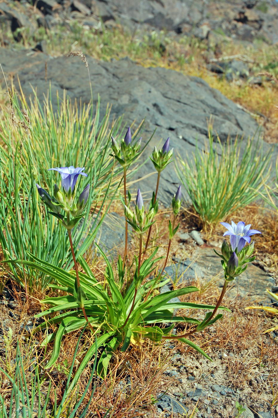 Image of Gentiana olivieri specimen.