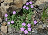 Dianthus chinensis