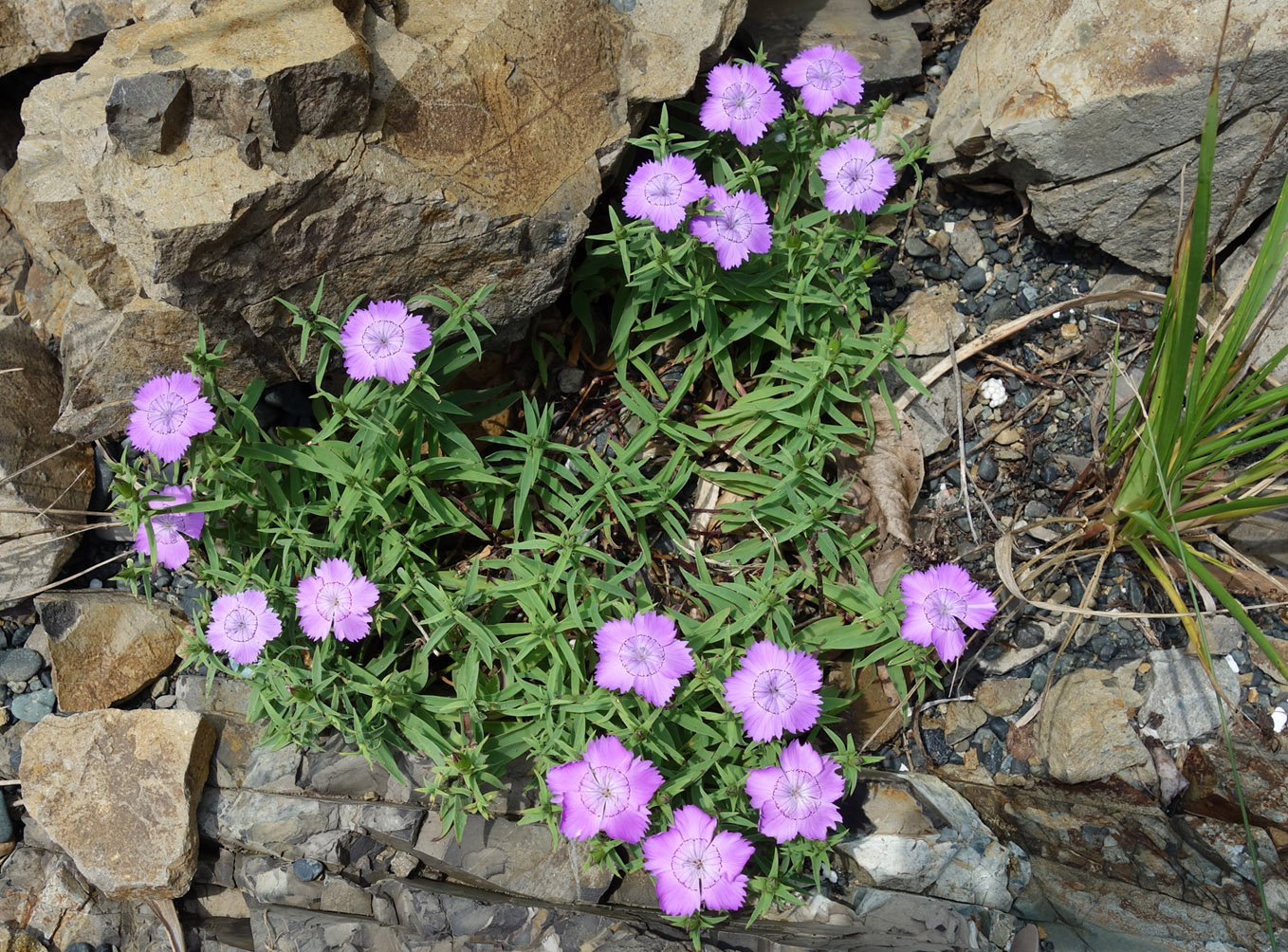 Изображение особи Dianthus chinensis.