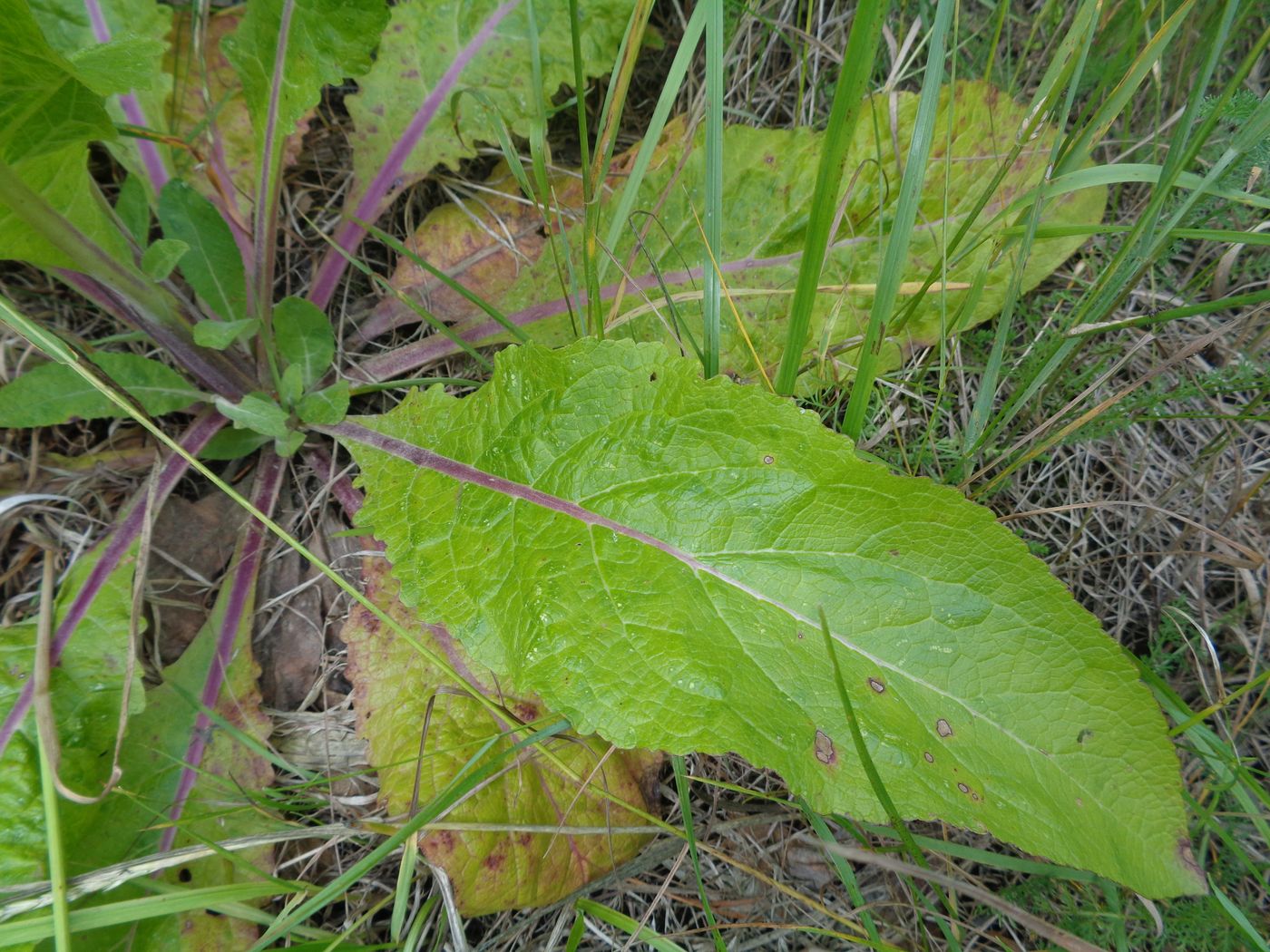 Image of Verbascum lychnitis specimen.