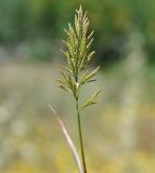 Scleropoa rigida