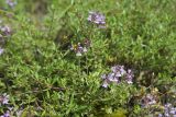 Thymus irtyschensis. Ветви цветущего растения в сообществе с Carex supina. Казахстан, Восточно-Казахстанская обл., Зыряновский р-н, окр. пос. Новая Бухтарма, правый берег Бухтарминского вдхр., каменистый склон сопки. 16.06.2019.