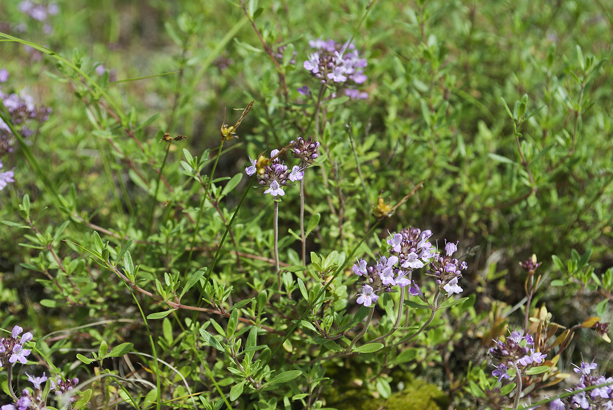 Изображение особи Thymus irtyschensis.