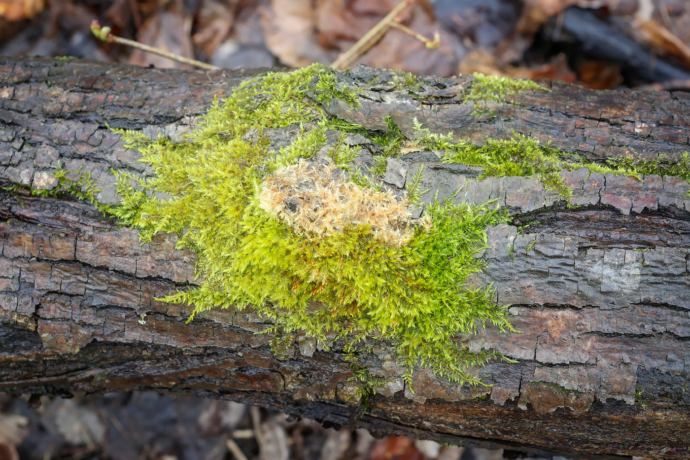 Image of Pylaisia polyantha specimen.