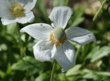 Anemone sylvestris. Цветок. Ростовская обл., г. Каменск-Шахтинский, участок по ул. Спортивная. 11.05.2013.
