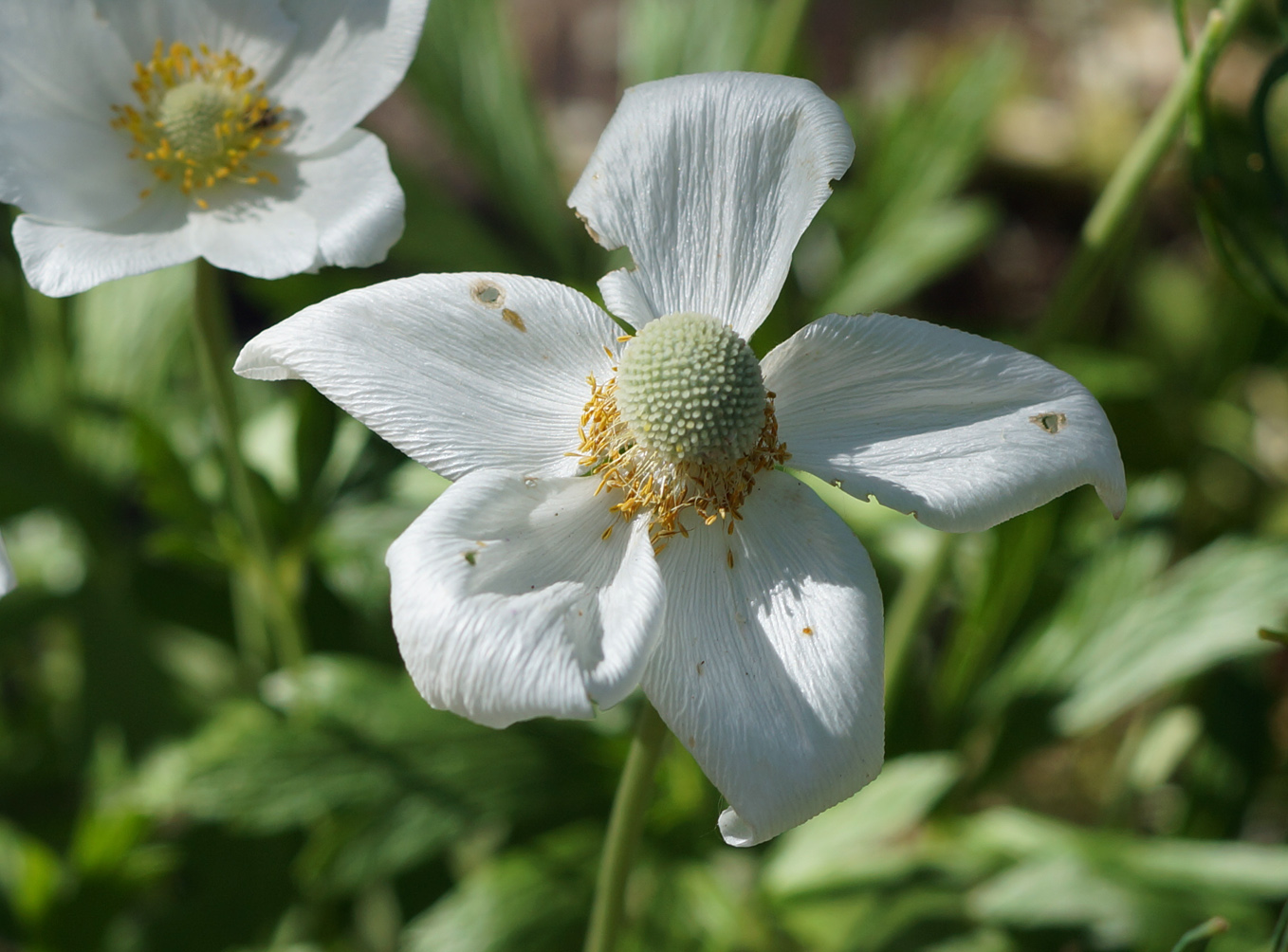 Изображение особи Anemone sylvestris.