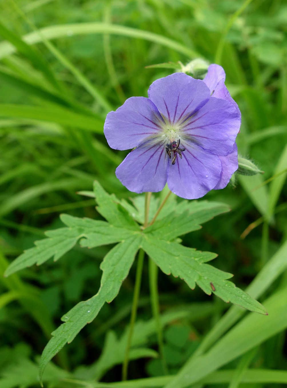 Image of Geranium erianthum specimen.