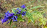 Gentiana schistocalyx