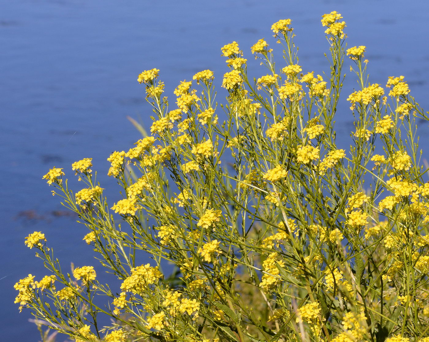 Image of Bunias orientalis specimen.