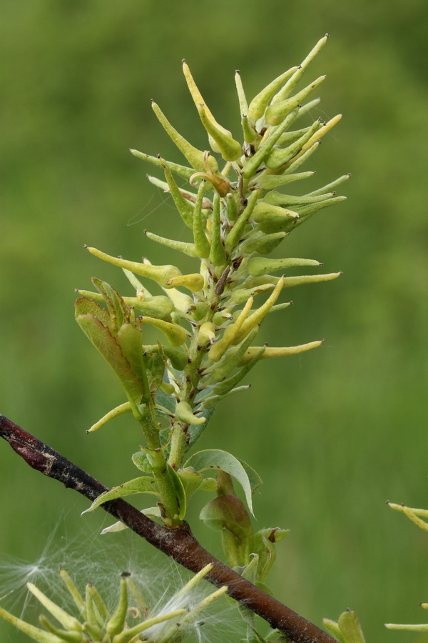 Image of Salix starkeana specimen.