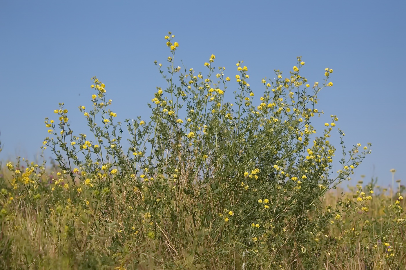 Изображение особи Medicago falcata.