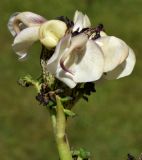 Pedicularis rhinanthoides