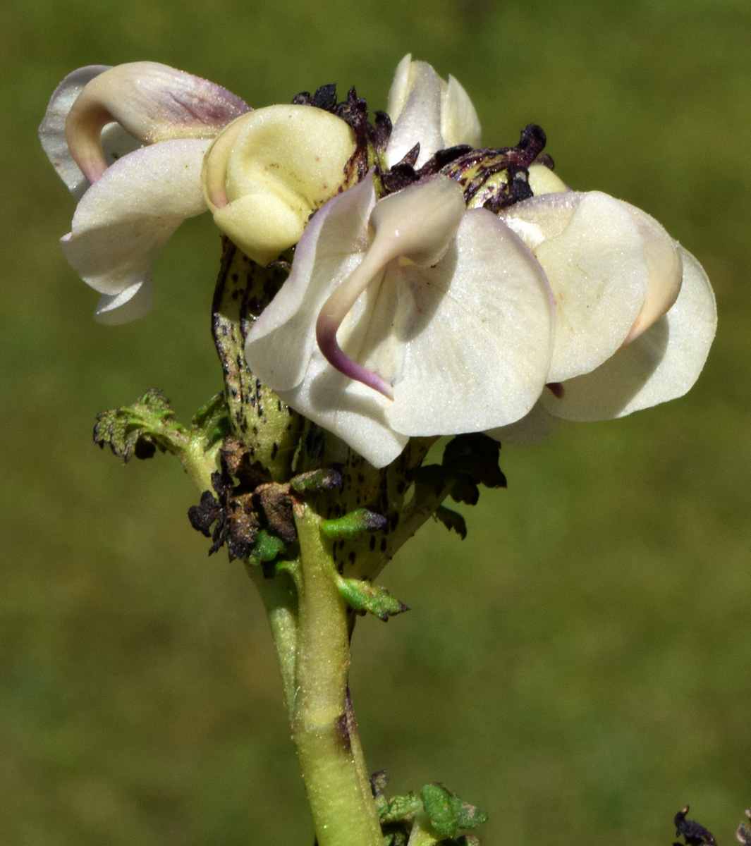 Изображение особи Pedicularis rhinanthoides.