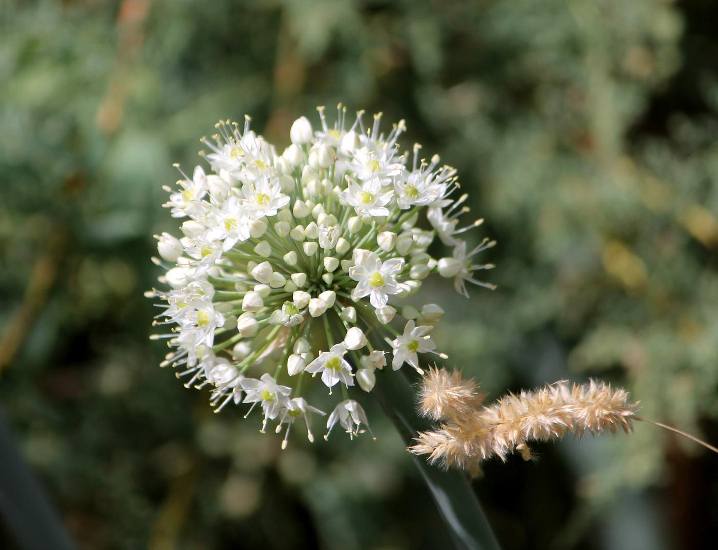 Image of Allium pskemense specimen.