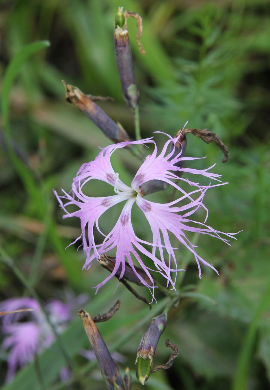 Изображение особи Dianthus superbus.