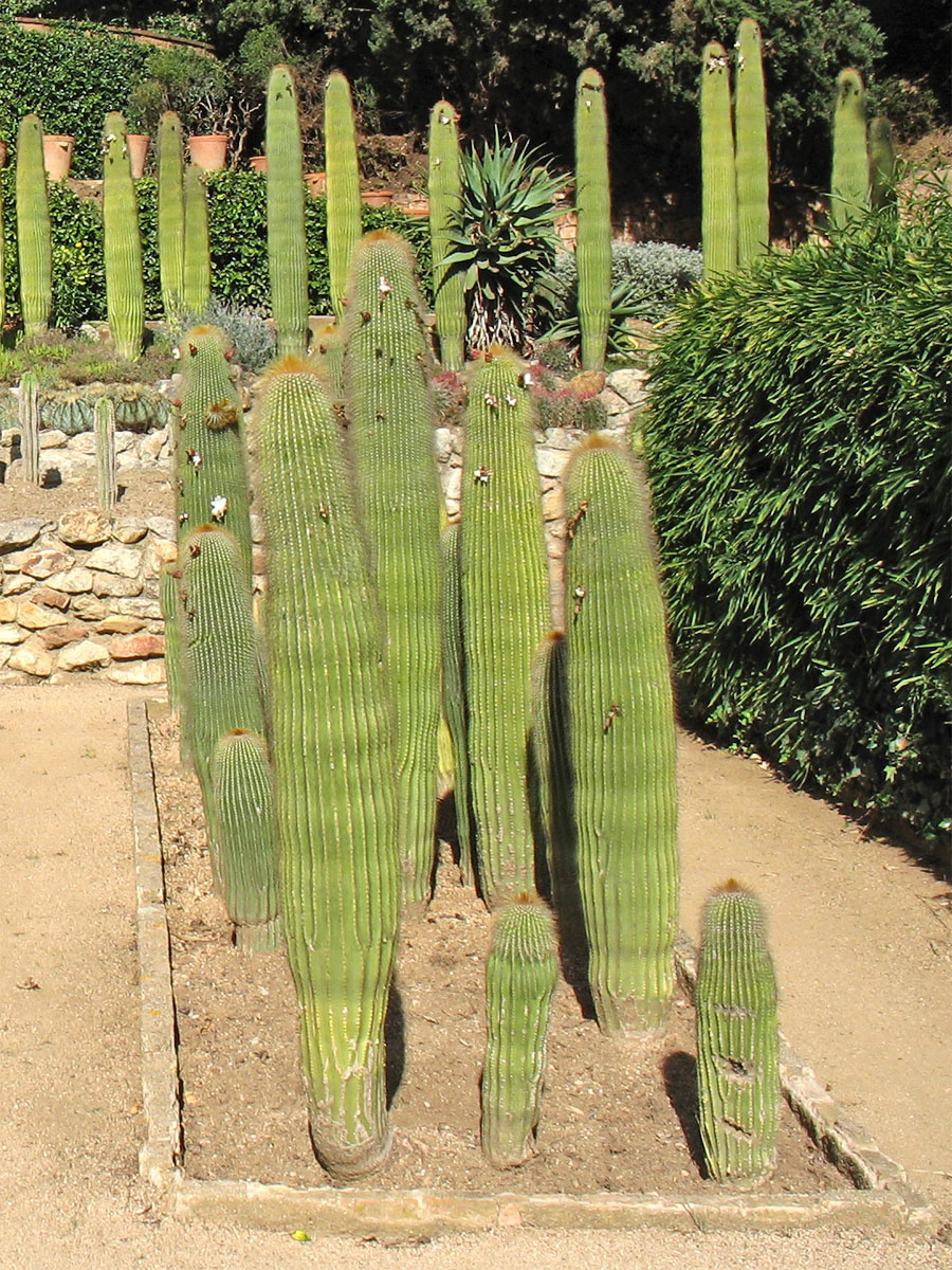 Изображение особи семейство Cactaceae.