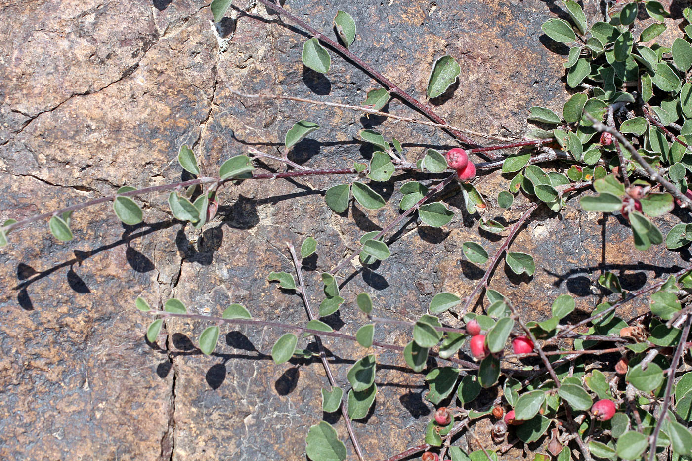 Изображение особи Cotoneaster oliganthus.