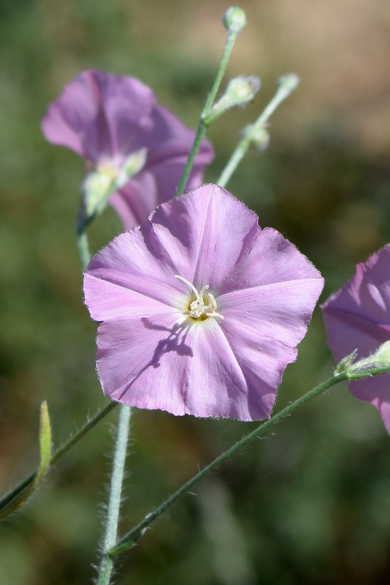 Изображение особи Convolvulus pilosellifolius.