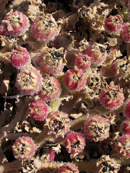 Image of Mesembryanthemum crystallinum specimen.