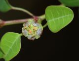 Image of taxon representative. Author is Татьяна Мальчинская