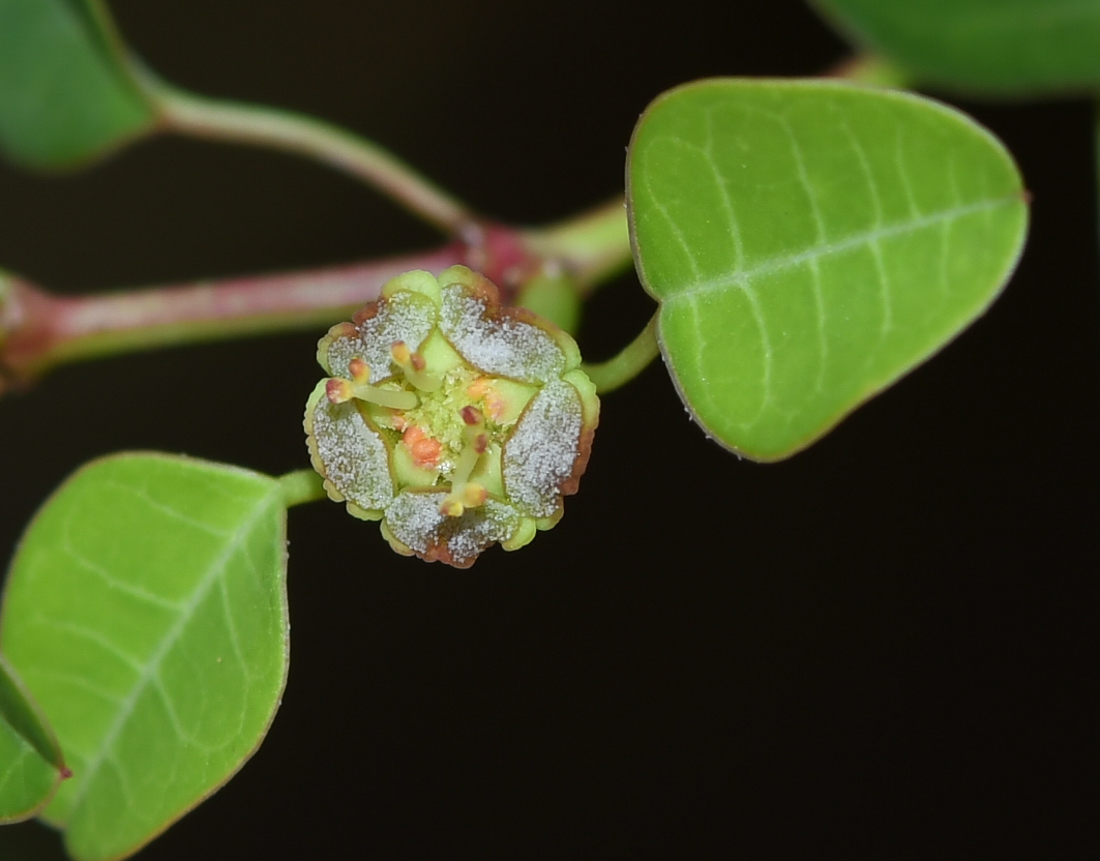 Изображение особи Euphorbia schlechtendalii.