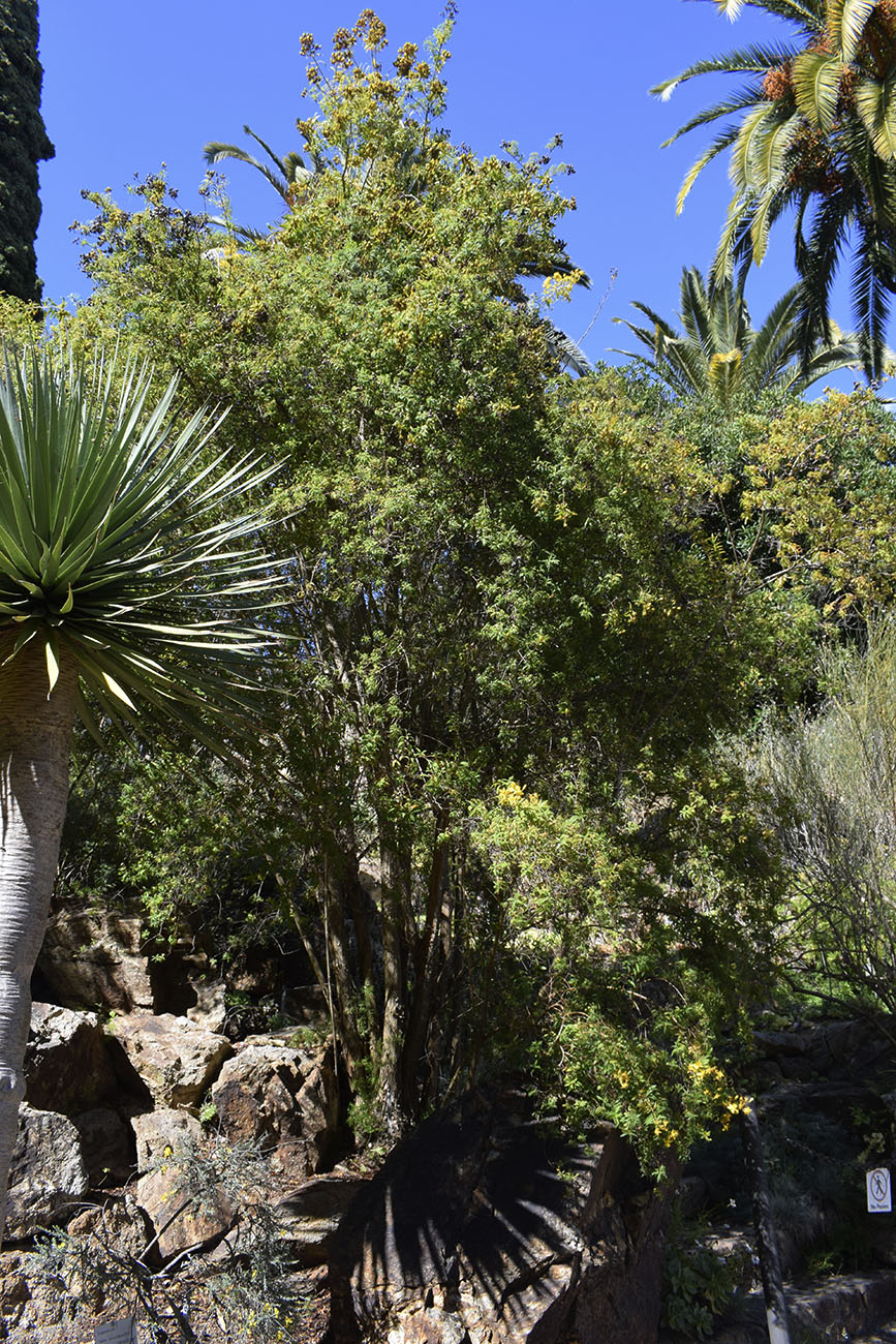 Image of Hypericum canariense specimen.