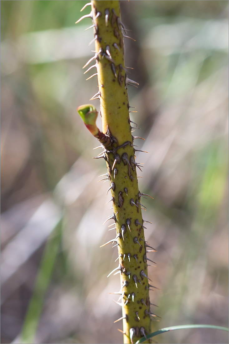 Image of Rosa cinnamomea specimen.