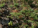 Euphorbia cyparissias. Отплодоносившие растения. Псковская обл., окр. дер. Изборск, кладбище у Труворова городища, каменистый склон у дороги. 10.08.2020.