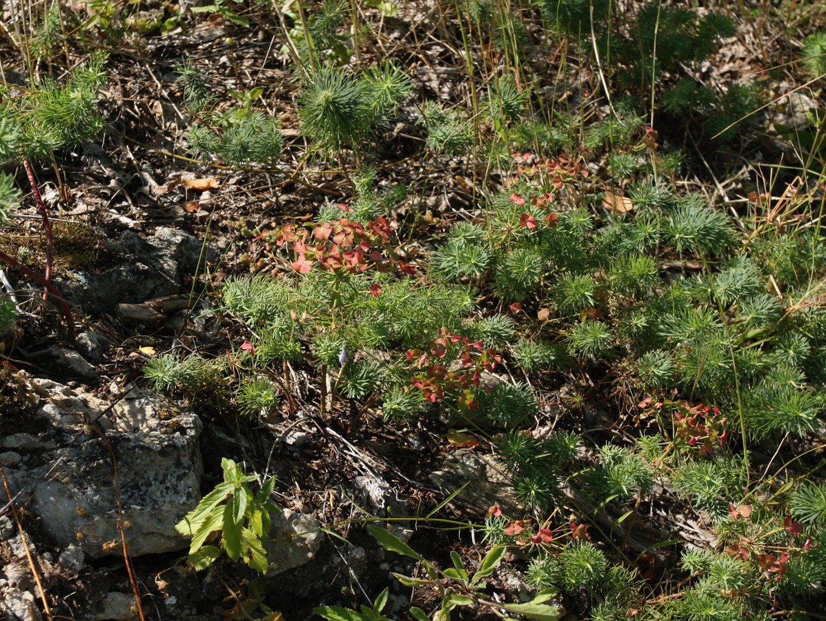 Изображение особи Euphorbia cyparissias.