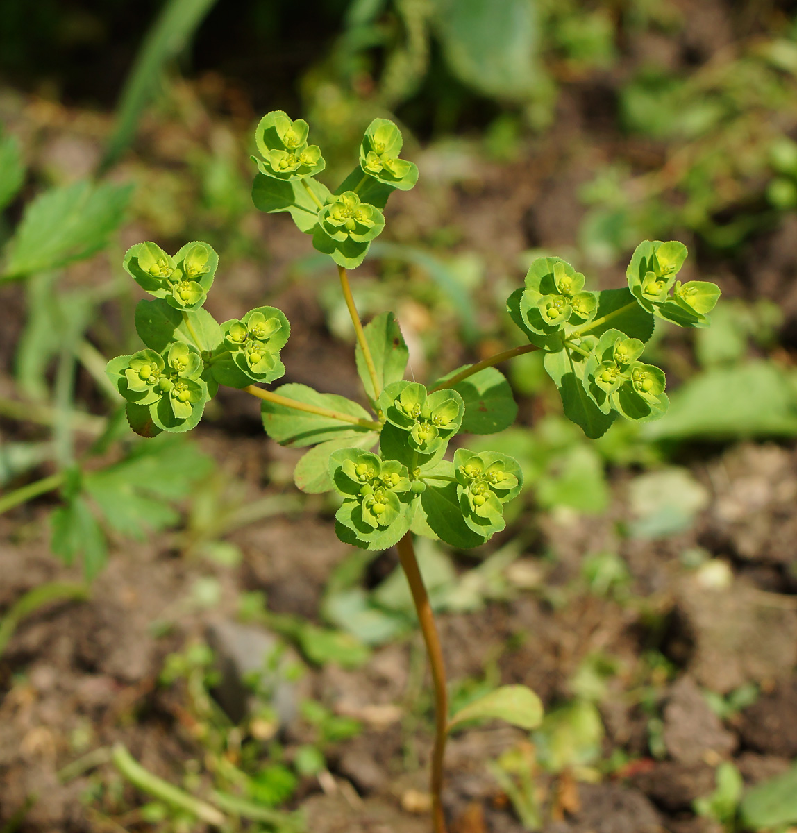 Изображение особи Euphorbia helioscopia.