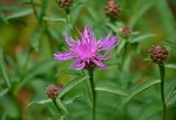 Centaurea jacea. Верхушка побега с соцветием. Челябинская обл., Миасский гор. округ, Александровская сопка, ≈ 800 м н.у.м., опушка смешанного леса. 23.07.2020.