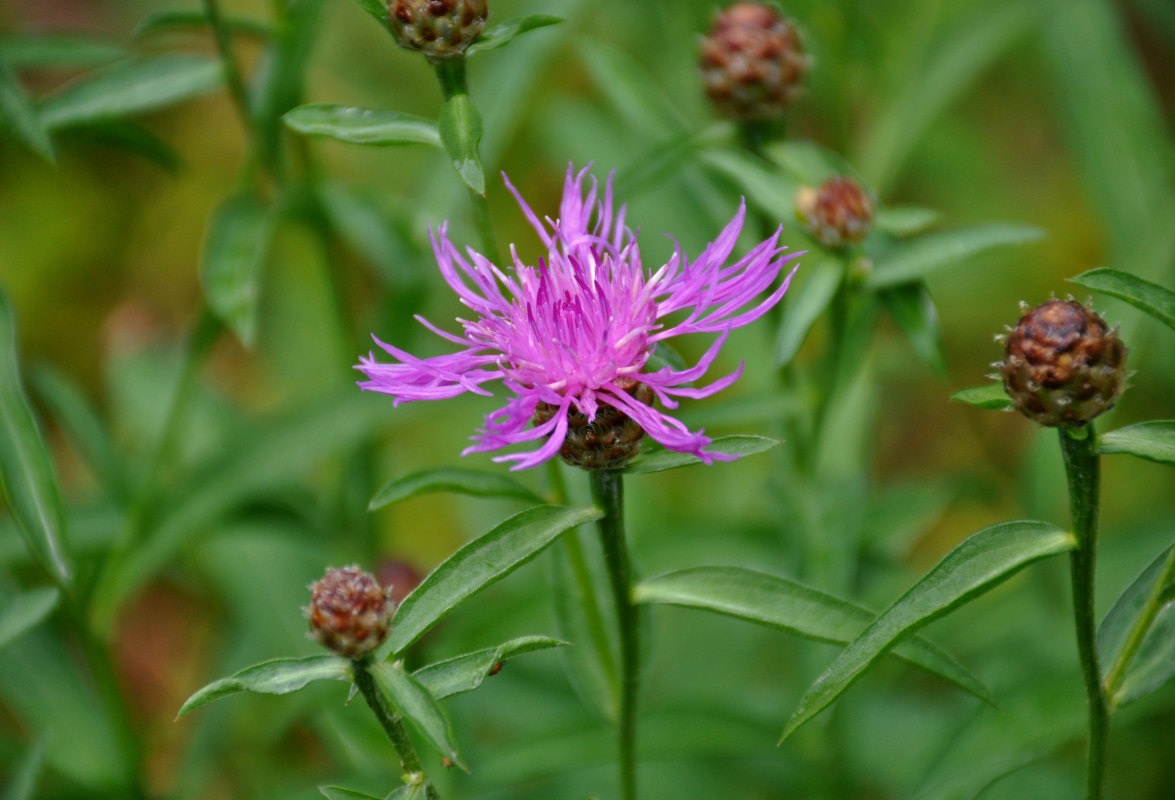 Изображение особи Centaurea jacea.