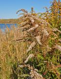 Solidago canadensis