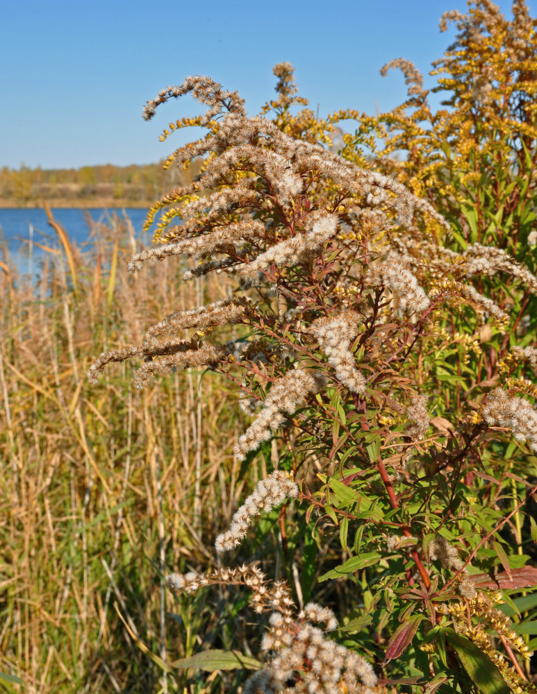 Image of Solidago canadensis specimen.