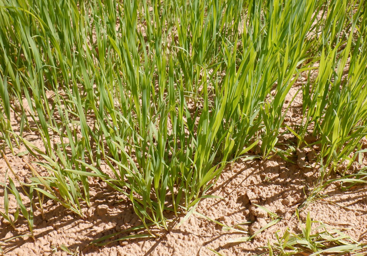 Image of Avena sativa specimen.