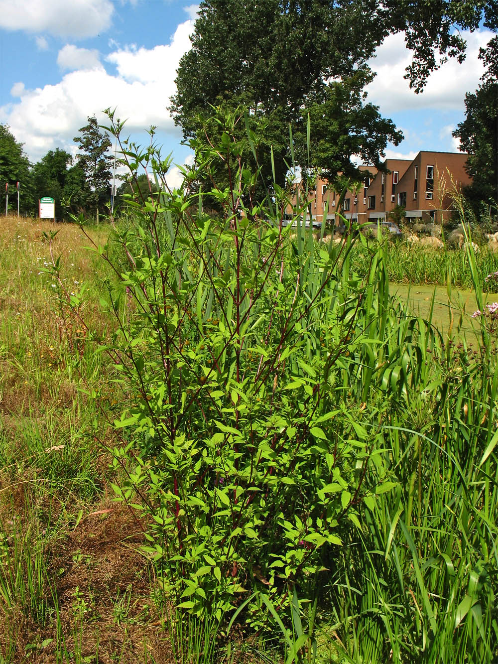 Image of Bidens frondosa specimen.