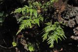 Asplenium onopteris
