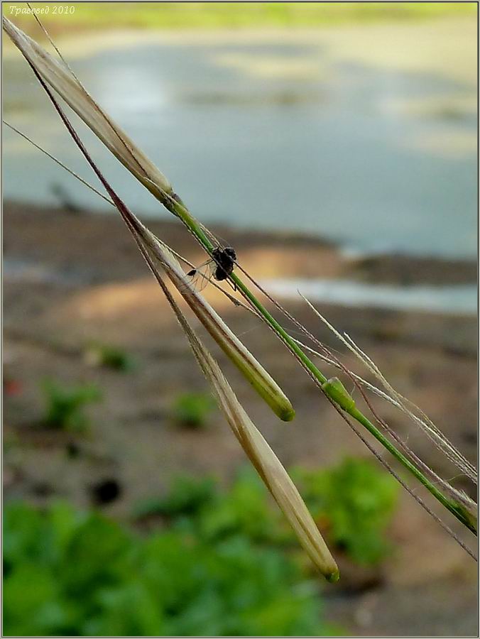 Image of Zizania aquatica specimen.