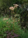 Thalictrum contortum