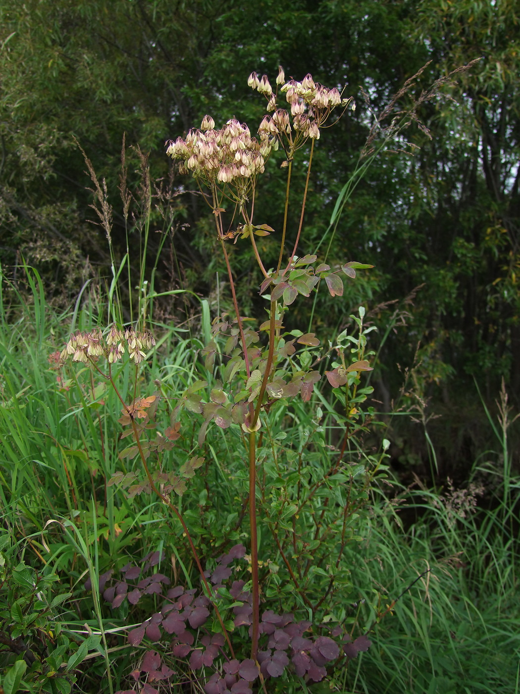 Image of Thalictrum contortum specimen.