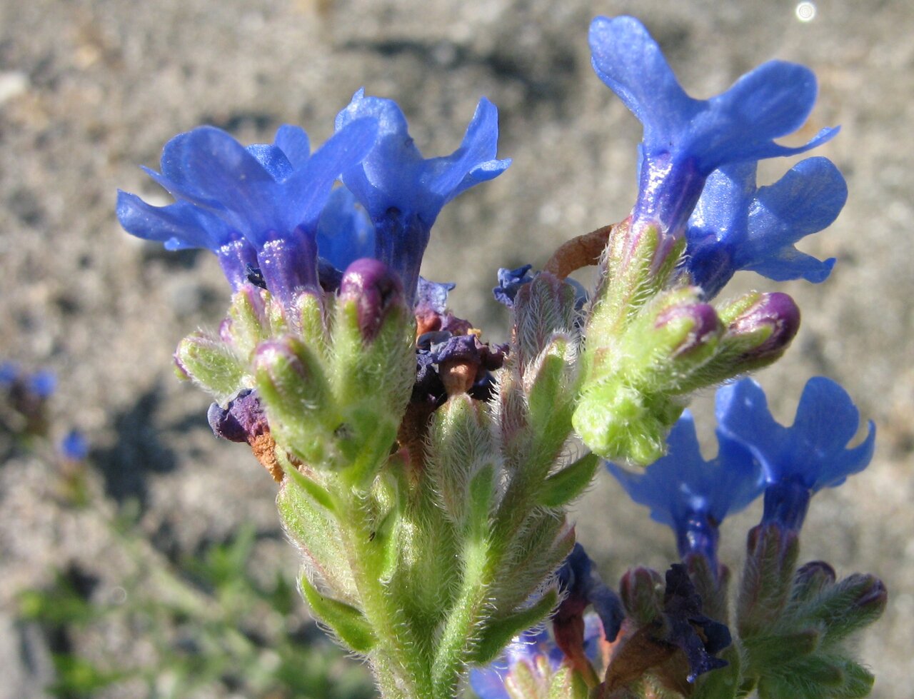 Image of Anchusa velenovskyi specimen.