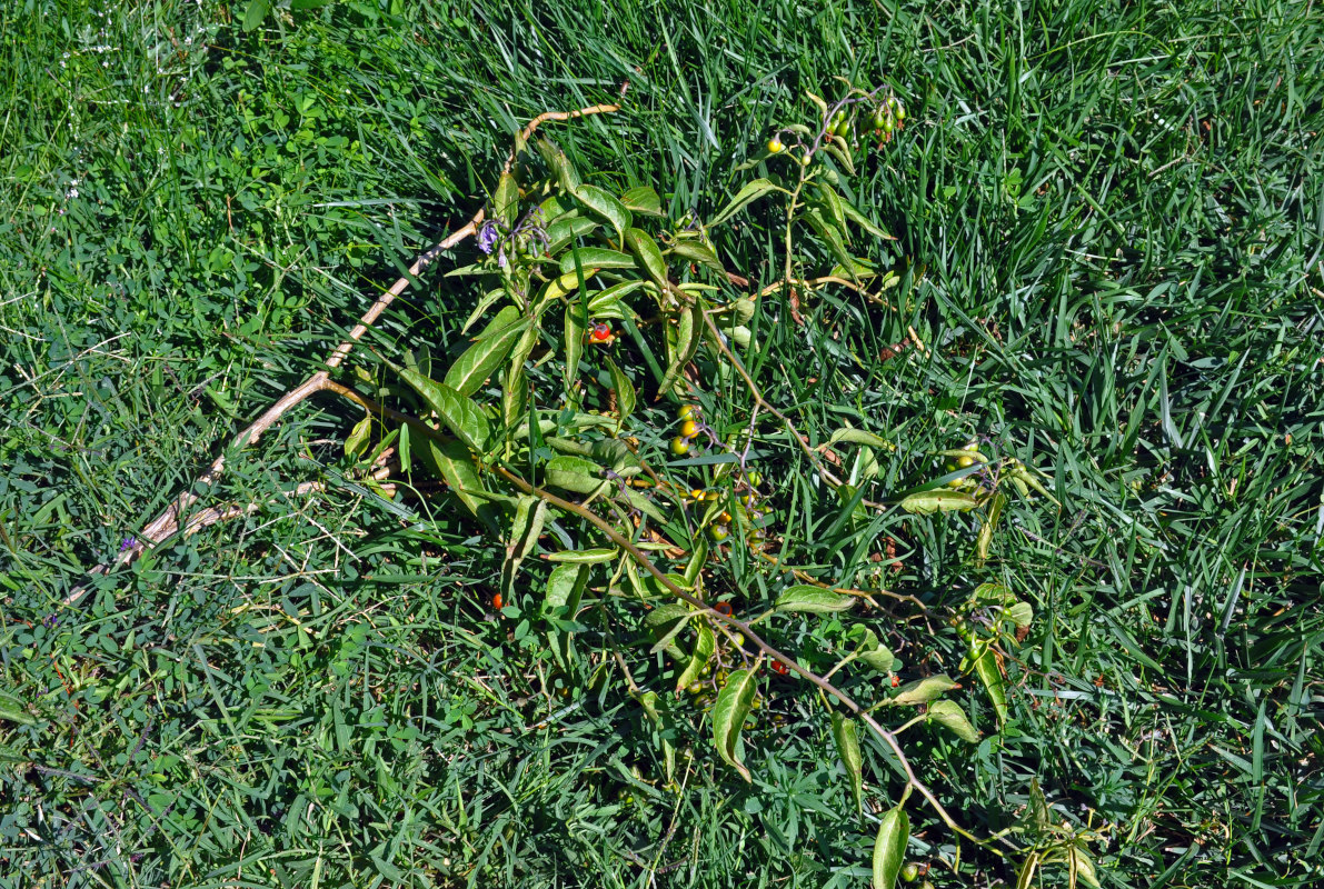 Image of Solanum dulcamara specimen.