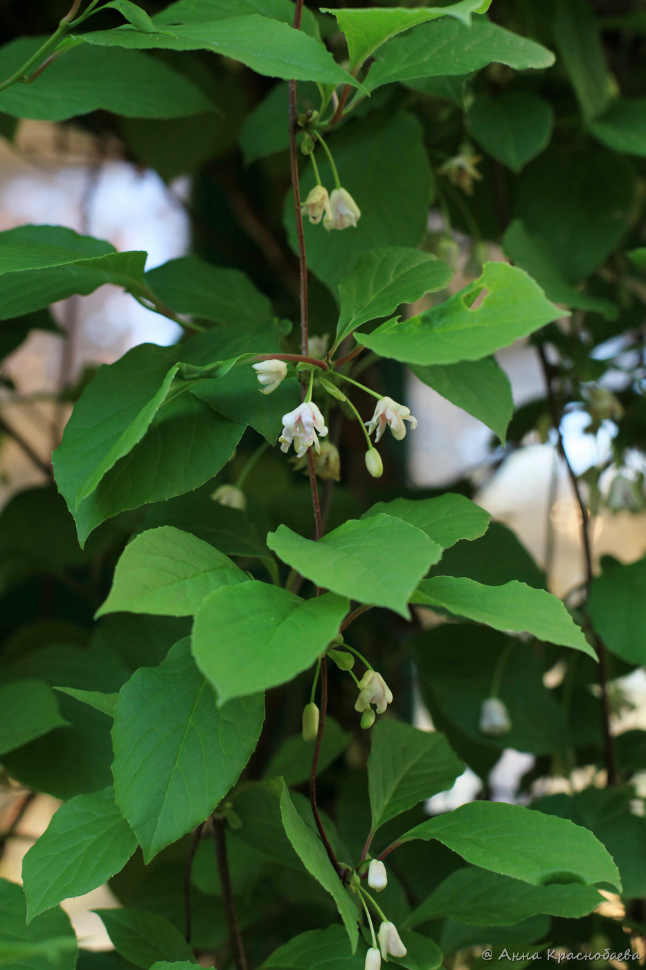 Изображение особи Schisandra chinensis.